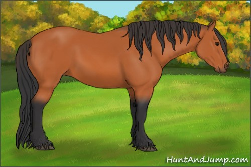 Horse Color:Bay 