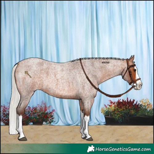 Horse Color:Silver Brown Roan Splash 