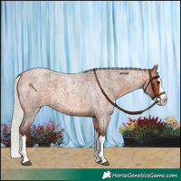 Horse Color:Silver Brown Roan Splash