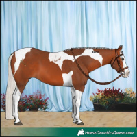 Horse Color:Silver Brown Splash Tobiano 