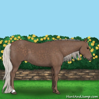 Horse Color:Silver Black 