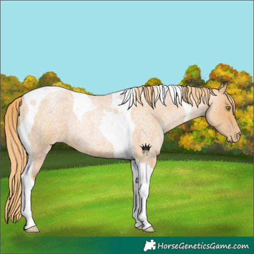 Horse Color:Red Roan Pearl Tobiano