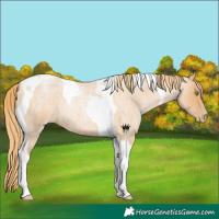Horse Color:Red Roan Pearl Tobiano 