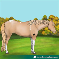 Horse Color:Chestnut Pearl Tobiano 