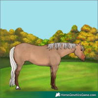 Horse Color:Silver Bay Dun 
