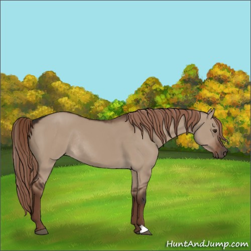 Horse Color:Liver Red Dun Rabicano 