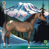 Horse Color:Bay Dun Tobiano Rabicano 