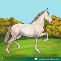 Horse Color:Gold Champagne Pearl Rabicano  and Gold Champagne Pearl Dun Rabicano 
