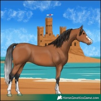 Horse Color:Bay 