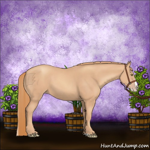 Horse Color:Gold Champagne Splash