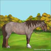 Horse Color:Liver Red Roan 