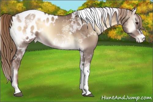 Horse Color:Liver Red Dun Onyx Tobiano Appaloosa 
