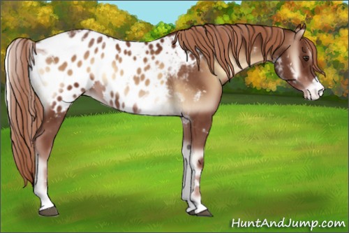 Horse Color:Red Onyx Sabino Tobiano Appaloosa 