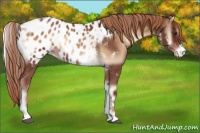 Horse Color:Red Onyx Sabino Tobiano Appaloosa 
