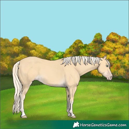 Horse Color:Gold Cream Champagne 