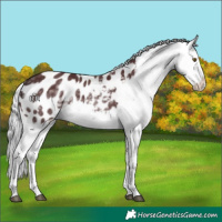 Horse Color:Platinum Chocolate Silver Buckskin Appaloosa 