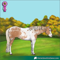 Horse Color:Chestnut Splash Tobiano