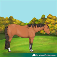 Horse Color:Bay Tobiano 