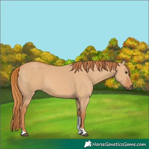 Horse Color:Red Dun Tobiano