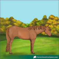 Horse Color:Chestnut 