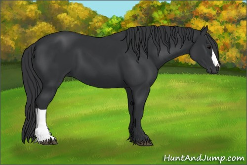 Horse Color:Black 
