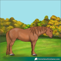 Horse Color:Chestnut 