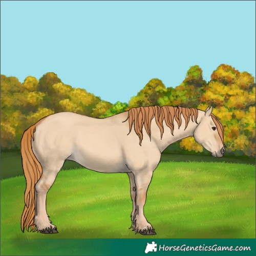 Horse Color:Red Dun 