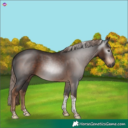 Horse Color:Gray Liver Chestnut Tobiano