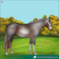 Horse Color:Gray Liver Chestnut Tobiano 