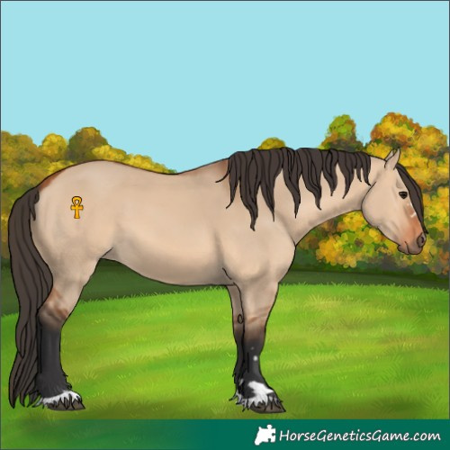 Horse Color:Bay Dun 