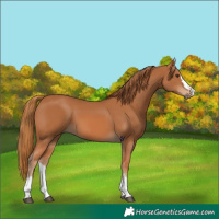 Horse Color:Chestnut 