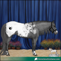 Horse Color:Black Appaloosa 