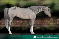 Horse Color:Brown Dun Varnish 