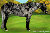 Horse Color:Void Watercolor Gold Cream Champagne Ice Pearl Sabino Varnish Rabicano 