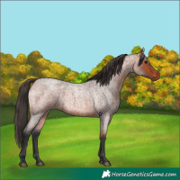 Horse Color:Bay Roan 