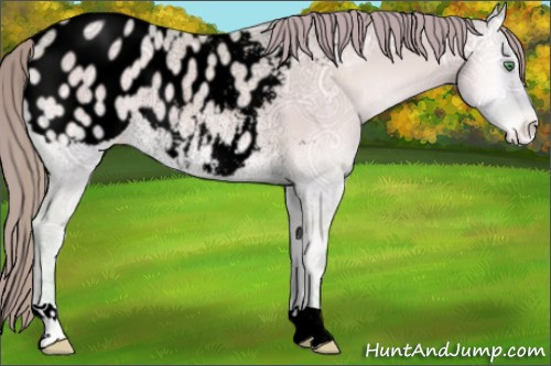 Horse Color:Void Watercolor Smoky Creme Ice Onyx Appaloosa Rabicano 