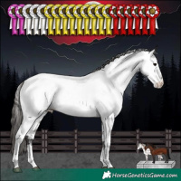 Horse Color:White Spotted Smoky Black Near Fewspot 