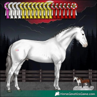 Horse Color:White Spotted Smoky Black Appaloosa 