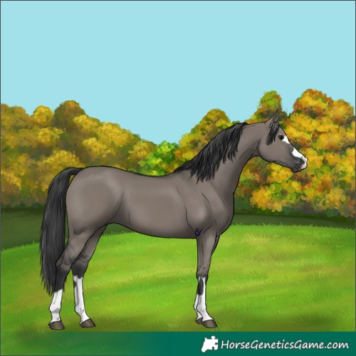 Horse Color:Grullo