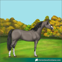Horse Color:Grullo 