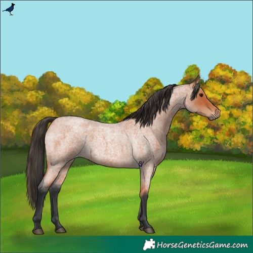 Horse Color:Bay Roan 