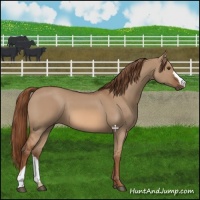 Horse Color:Red Dun 