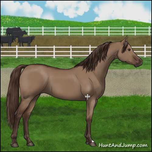 Horse Color:Liver Red Dun 