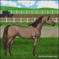 Horse Color:Liver Red Dun 