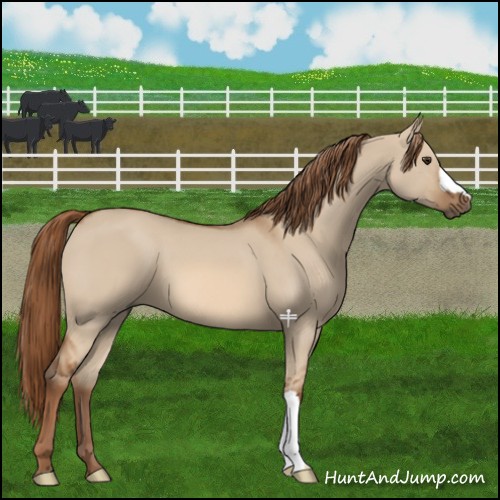 Horse Color:Red Dun 
