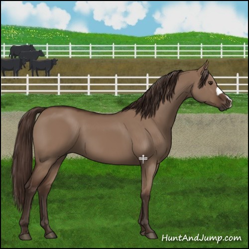 Horse Color:Liver Red Dun 