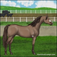 Horse Color:Liver Red Dun 