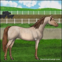 Horse Color:Red Dun Roan 