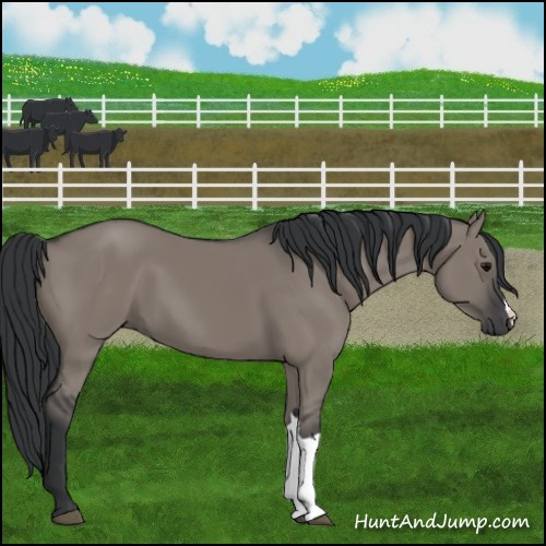 Horse Color:Grullo 