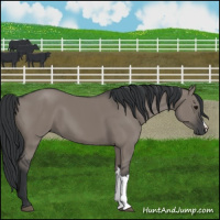 Horse Color:Grullo 